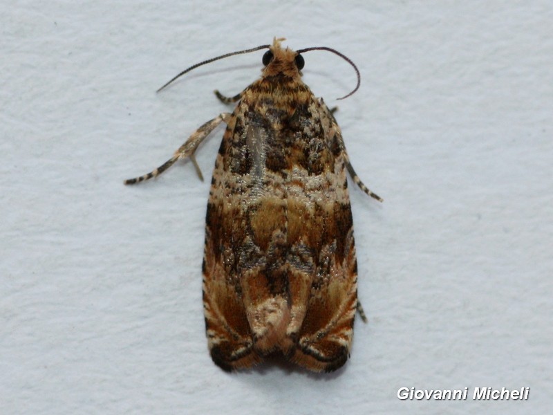 Tortricidae Celypha...? S, Celypha cespitana - Tortricidae